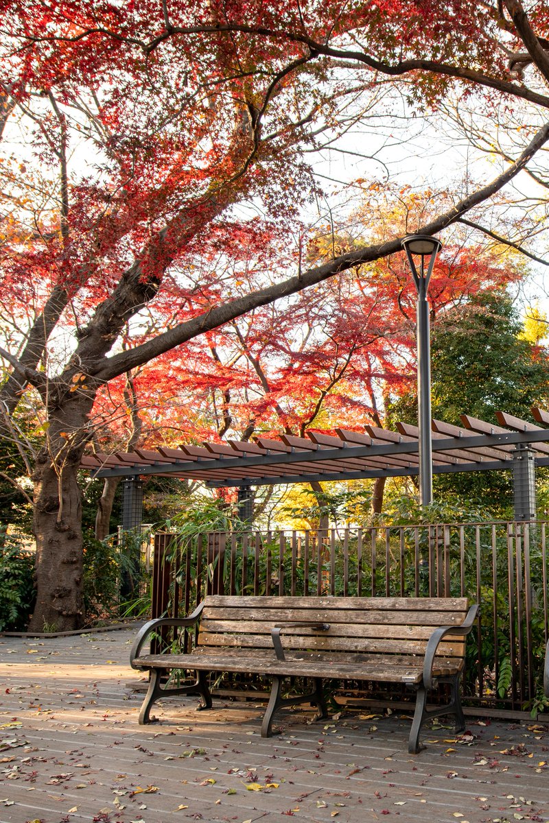 紅葉の写真紹介】 『大泉町もみじやま公園（大泉町3-23-1）』の紅葉を