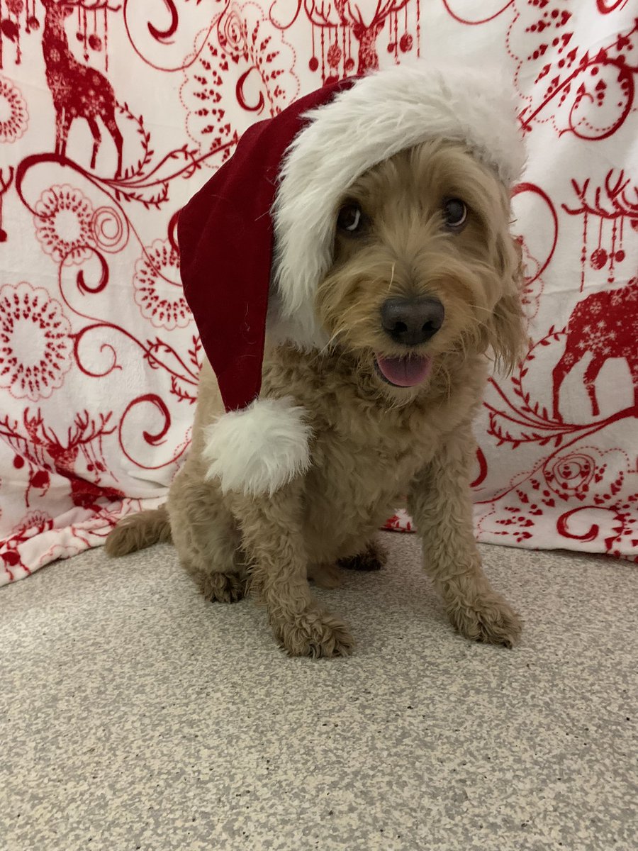 The Dog Lodge tweet media
