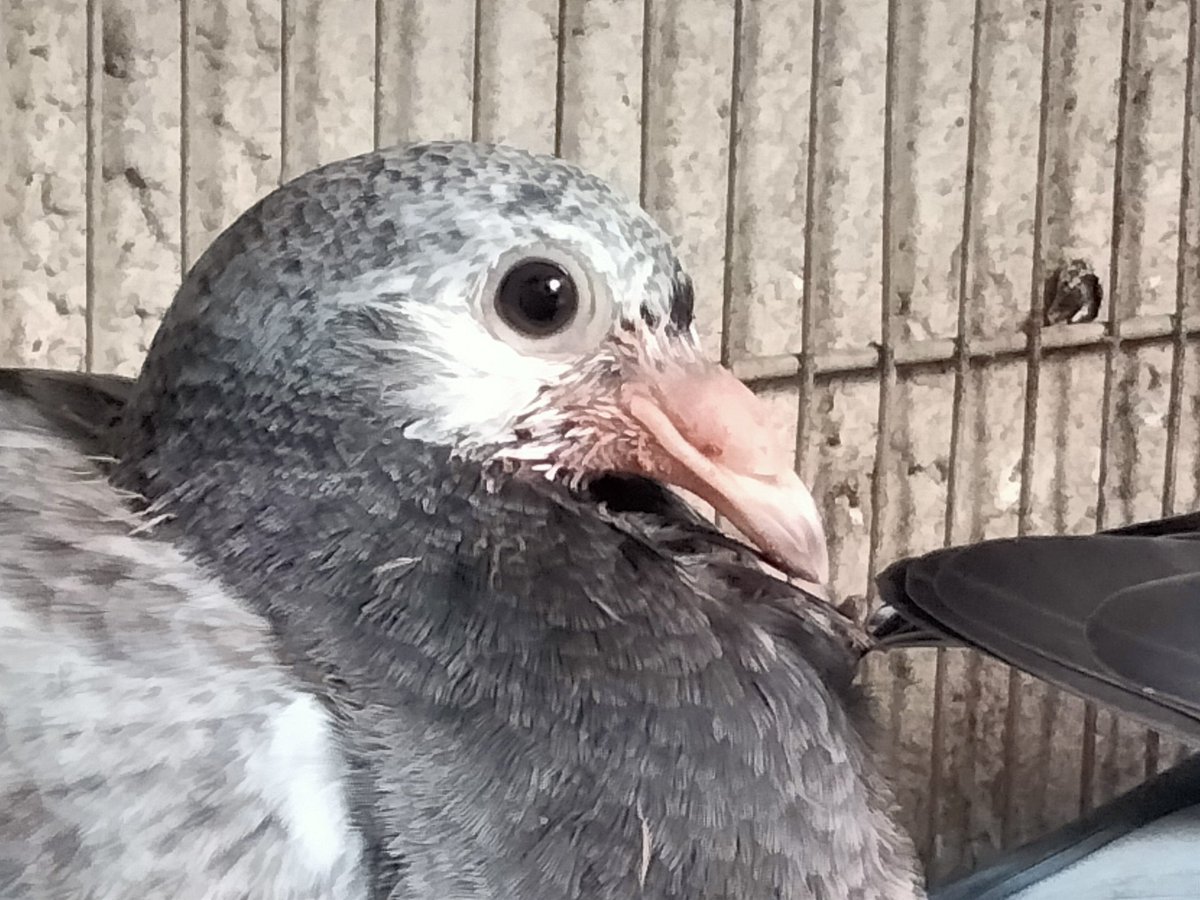 AgriSlu's tweet photo. 🏠Re-home💥
👍Quality 🚀Racing Pigeon🔥

👉Young Bird https://t.co/337M5IqxLN