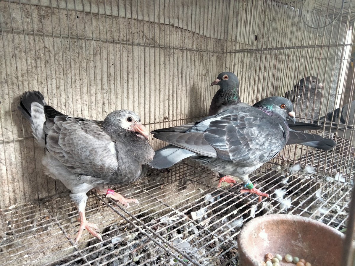 AgriSlu's tweet photo. 🏠Re-home💥
👍Quality 🚀Racing Pigeon🔥

👉Young Bird https://t.co/337M5IqxLN