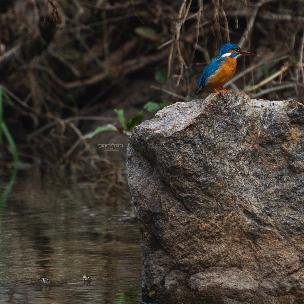pankajsinghPHO's tweet photo. They say, when in a forest, you need to have eyes behind you as well. After all you never know What’s lurking behind🐍. Did you see it? Zoom in and see it for yourself. 
#BirdsSeenIn2021 #indiaves #TwitterNatureCommunity #birdphotography #ThePhotoHour @Animals1st #BBCWildlifePOTD https://t.co/b7OrJzYcRq
