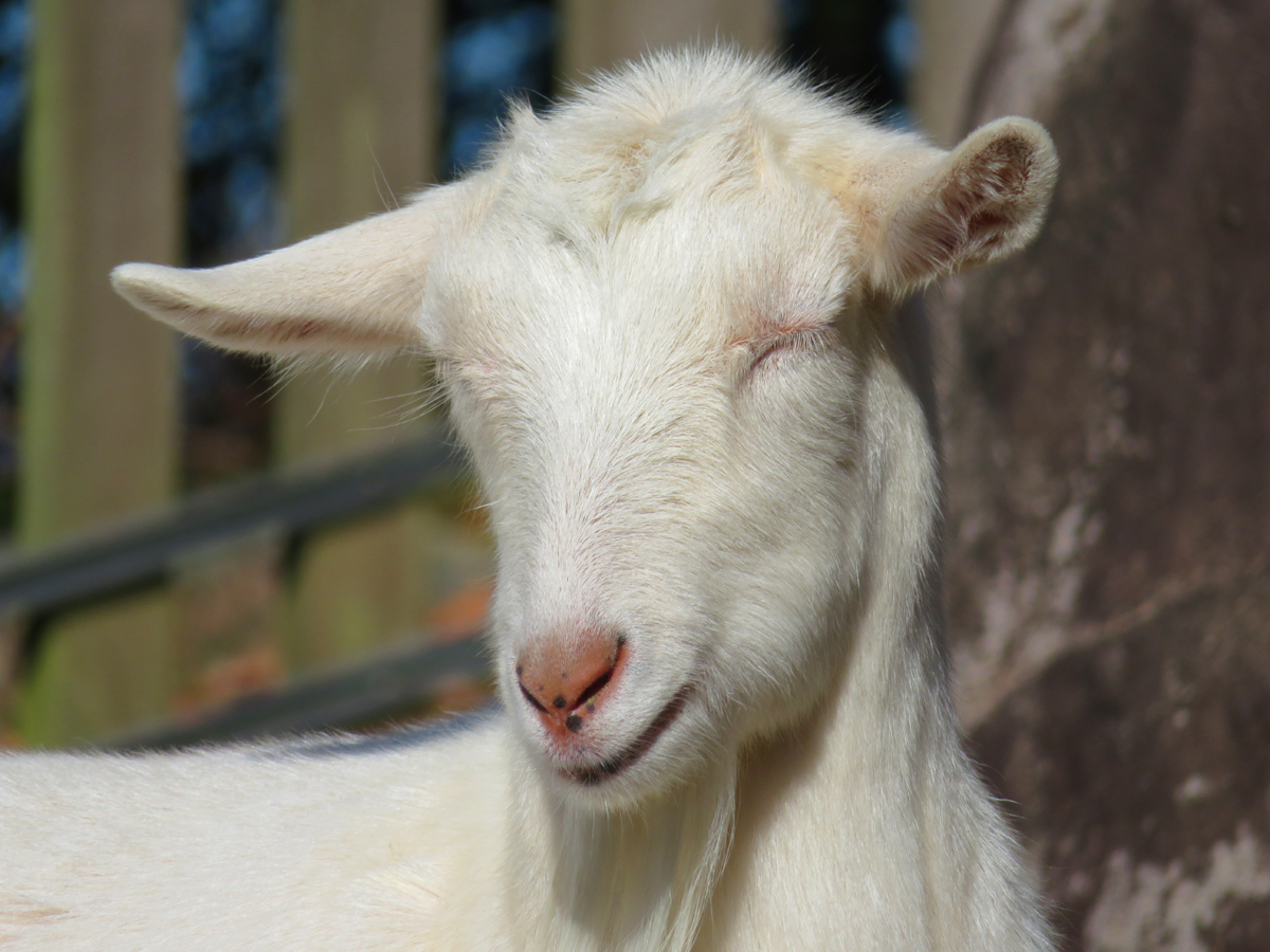 間違えてヤギの顔アップの写真を Twitter Search Twitter 間違えてヤギの顔アップの写真を Twitter Search Twitter