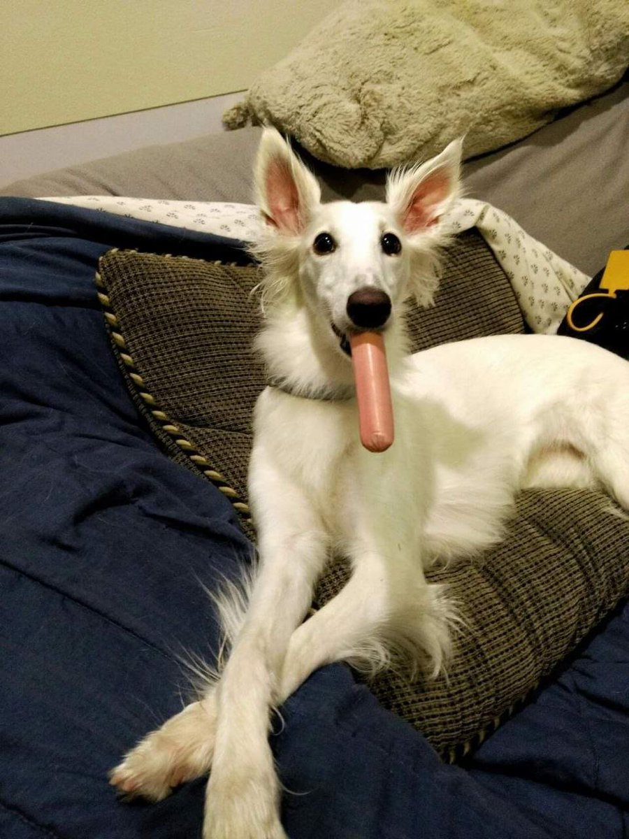 borzbot's tweet photo. would u accept this gift of hot dog https://t.co/TO6Y5s6mvB