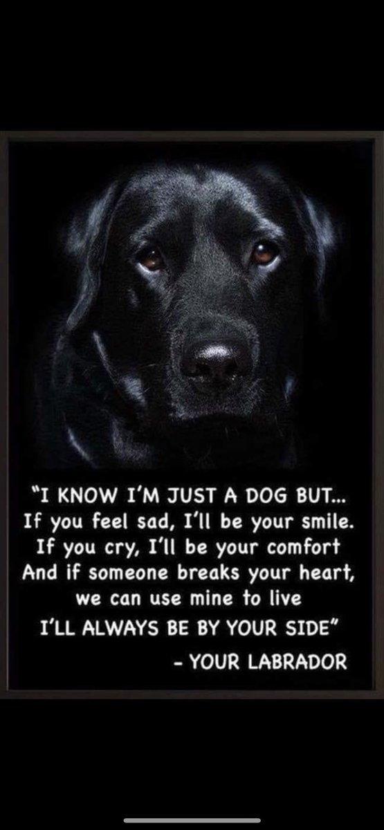 I have moments when I miss my Labrador and it physically aches even a year and a half later . I’m sure anyone with a dog can understand this 🐾