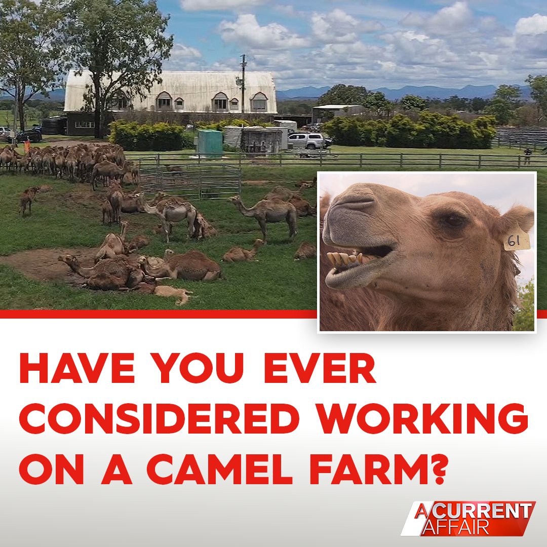 ACurrentAffair9's tweet photo. If you love animals and don't mind getting your hands dirty, then this job may be for you! 🐪

Tonight at 7pm, the positions available at Australia's largest camel dairy farm. #9ACA https://t.co/rOKIjLpRa6