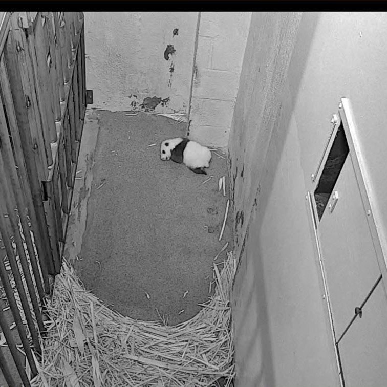 PookieDigi4Ever's tweet photo. Cheej: 10/6/2020 -> 12/8/2021 (top 2)
Bei: 10/5/2015 -> 10/11/2016 (bottom 2)
@NationalZoo #PandaStory #IFitISit #chunkbear https://t.co/vXER1xy8bB