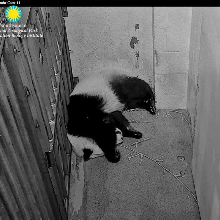 PookieDigi4Ever's tweet photo. Cheej: 10/6/2020 -> 12/8/2021 (top 2)
Bei: 10/5/2015 -> 10/11/2016 (bottom 2)
@NationalZoo #PandaStory #IFitISit #chunkbear https://t.co/vXER1xy8bB