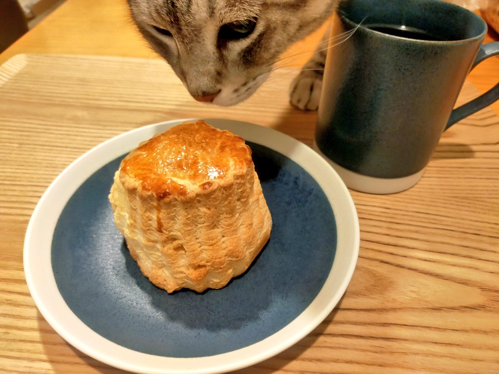kay23i's tweet photo. バターや揚げ物、パイ生地などを好む太にゃん https://t.co/T2AHia3SHE
