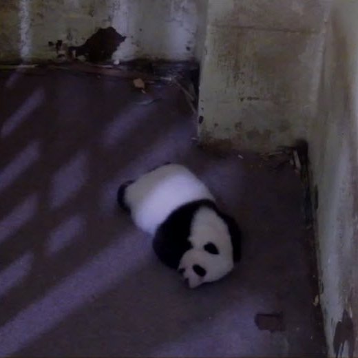 PookieDigi4Ever's tweet photo. Cheej: 10/6/2020 -> 12/8/2021 (top 2)
Bei: 10/5/2015 -> 10/11/2016 (bottom 2)
@NationalZoo #PandaStory #IFitISit #chunkbear https://t.co/vXER1xy8bB