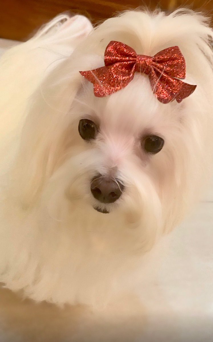 officialmaryaph's tweet photo. Ang ganda ganda naman ng anak ko o! 🐶💚 https://t.co/4JD5j22JJN
