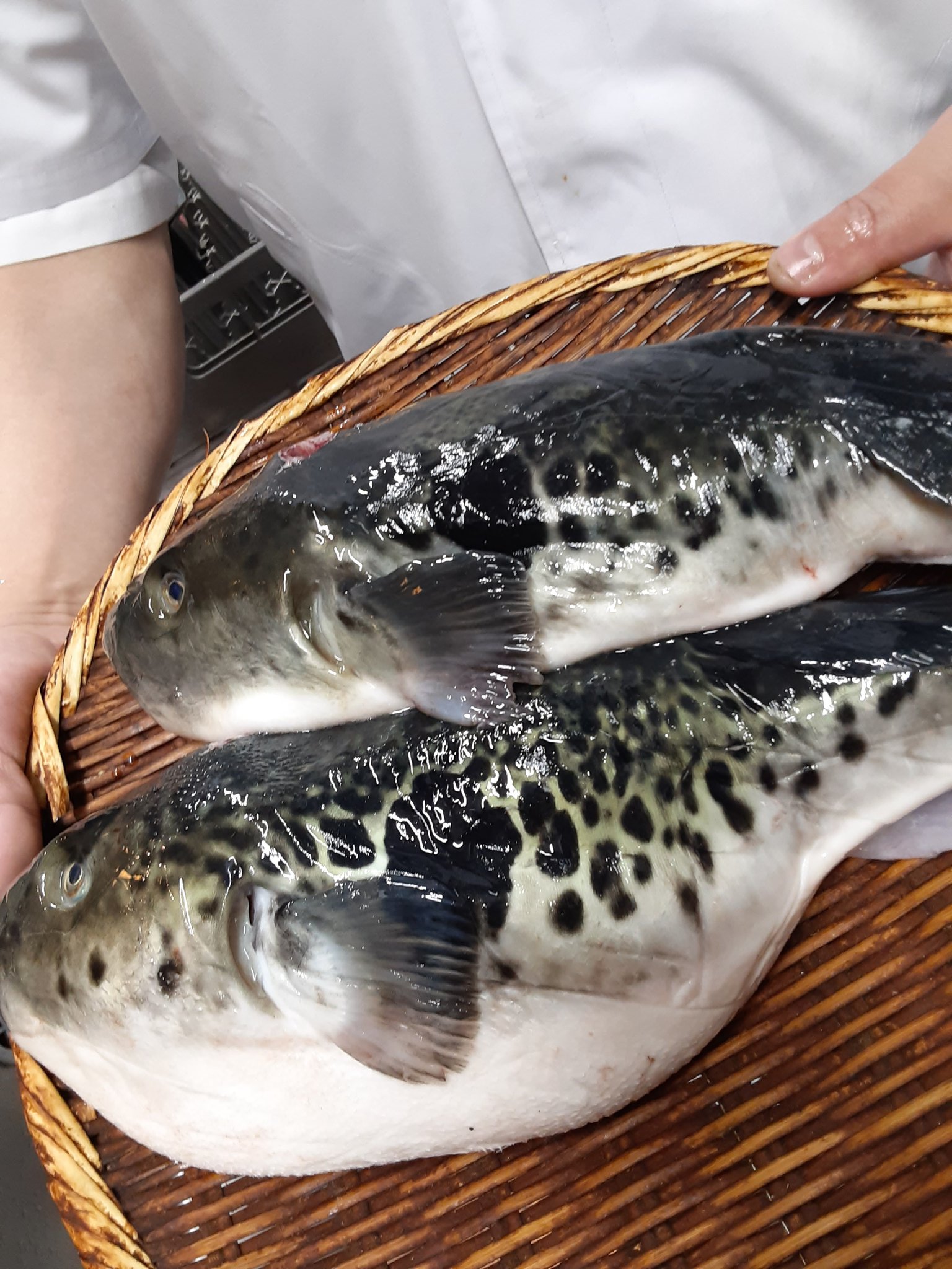 寿司処 りんどう ふぐ白子が旬になってまいりました たった２匹のふぐから こんなに沢山の白子がとれましたよ さて ふぐ白子ファンの皆様 焼き白子 白子天 白子ポン酢 お好きな料理をオーダーください 白子は仕入れ状況により 数量限定