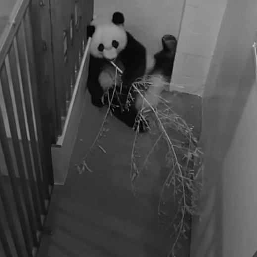 PookieDigi4Ever's tweet photo. Cheej: 10/6/2020 -> 12/8/2021 (top 2)
Bei: 10/5/2015 -> 10/11/2016 (bottom 2)
@NationalZoo #PandaStory #IFitISit #chunkbear https://t.co/vXER1xy8bB