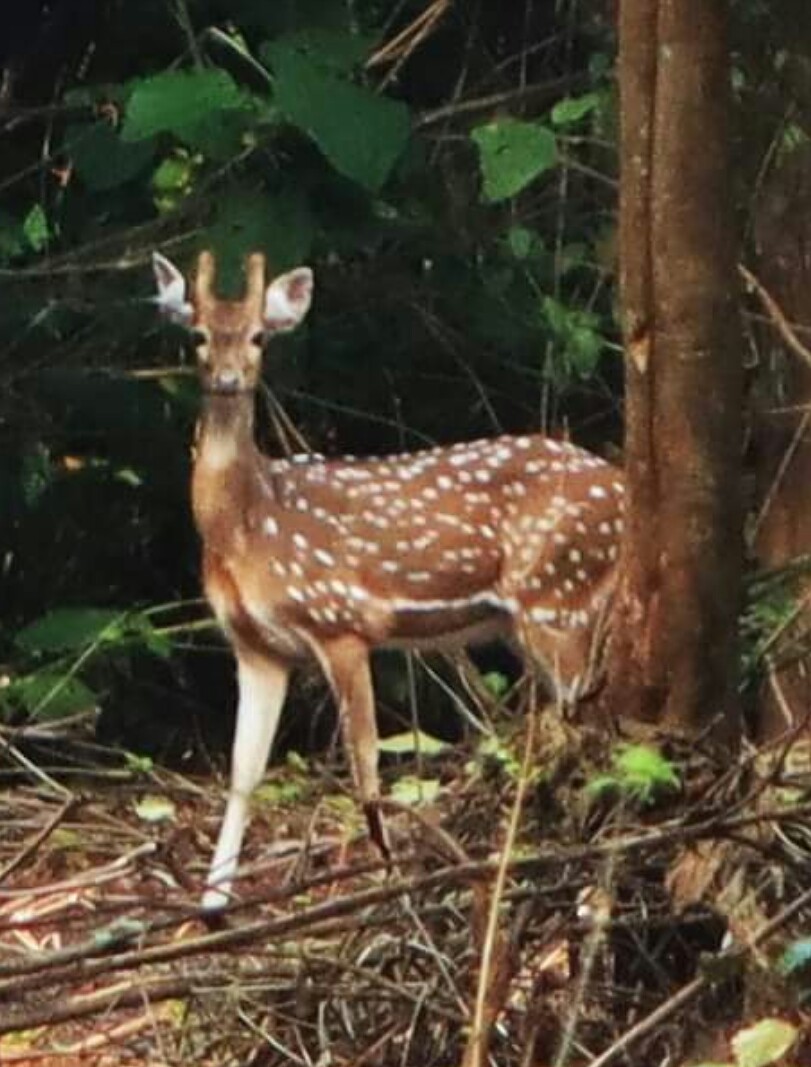 snshindol's tweet photo. A young buck displaying his handsome self somewhere on the #Kanaka road in the jungles of #IncredibleHindol behind @HindolPalace 😍
Great shot @ronharrissti #Bapun 👌😊👍
#nature #positivevibes #MayaraMruga @hindolbeauty https://t.co/aY2j2BW5Us