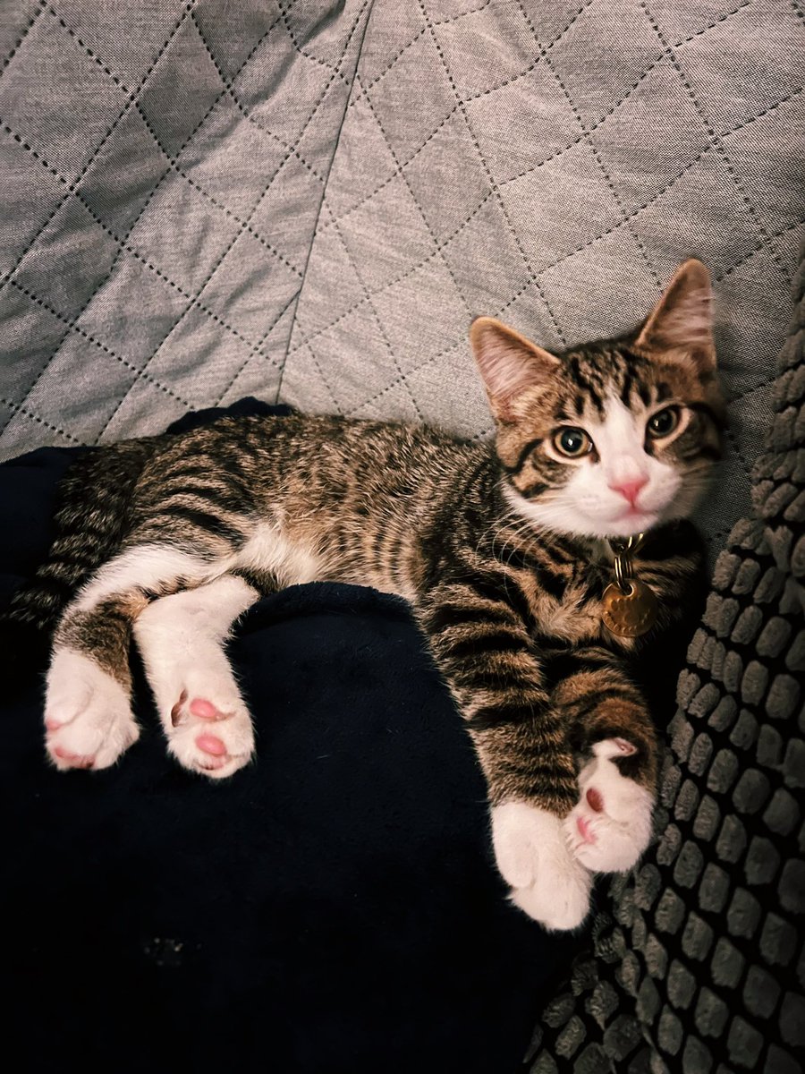 automaddic's tweet photo. @JackieJoyceB @WholesomeMeme Our cats could be twins. https://t.co/BgpHAAuNCf