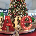 Photo by Growing Up Guide Pup (@GuideDogManiac)