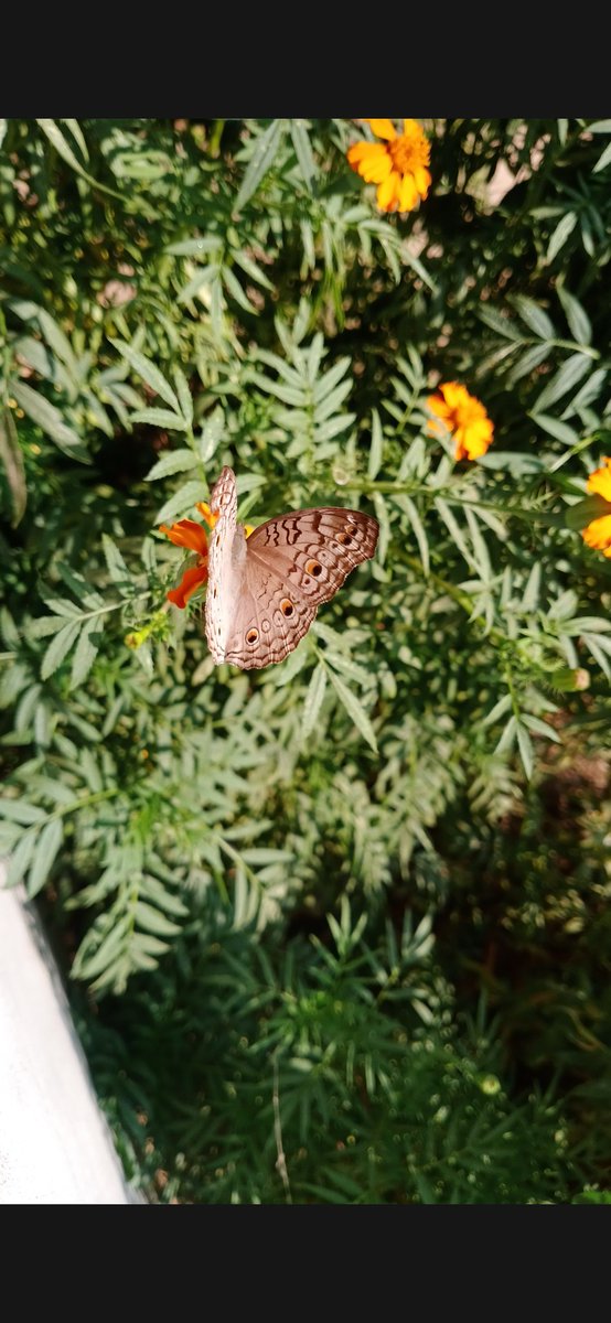 __ChooseToShine's tweet photo. 🦋🦋🦋 https://t.co/EtoP8zfWuG