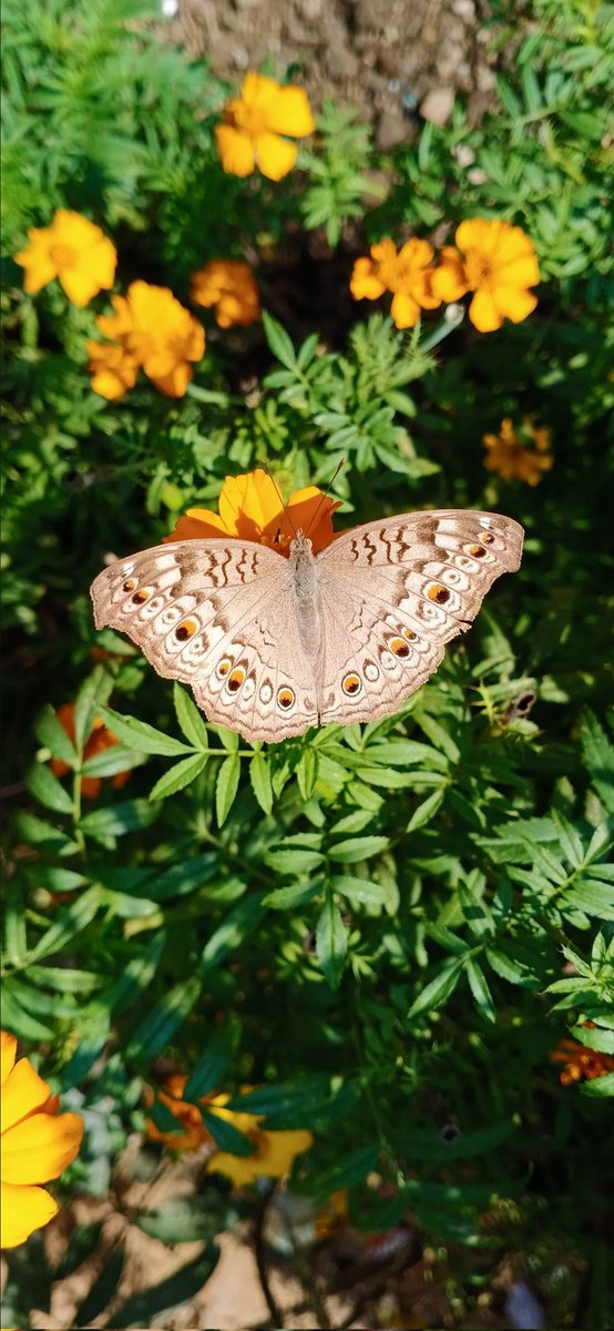 __ChooseToShine's tweet photo. 🦋🦋🦋 https://t.co/EtoP8zfWuG