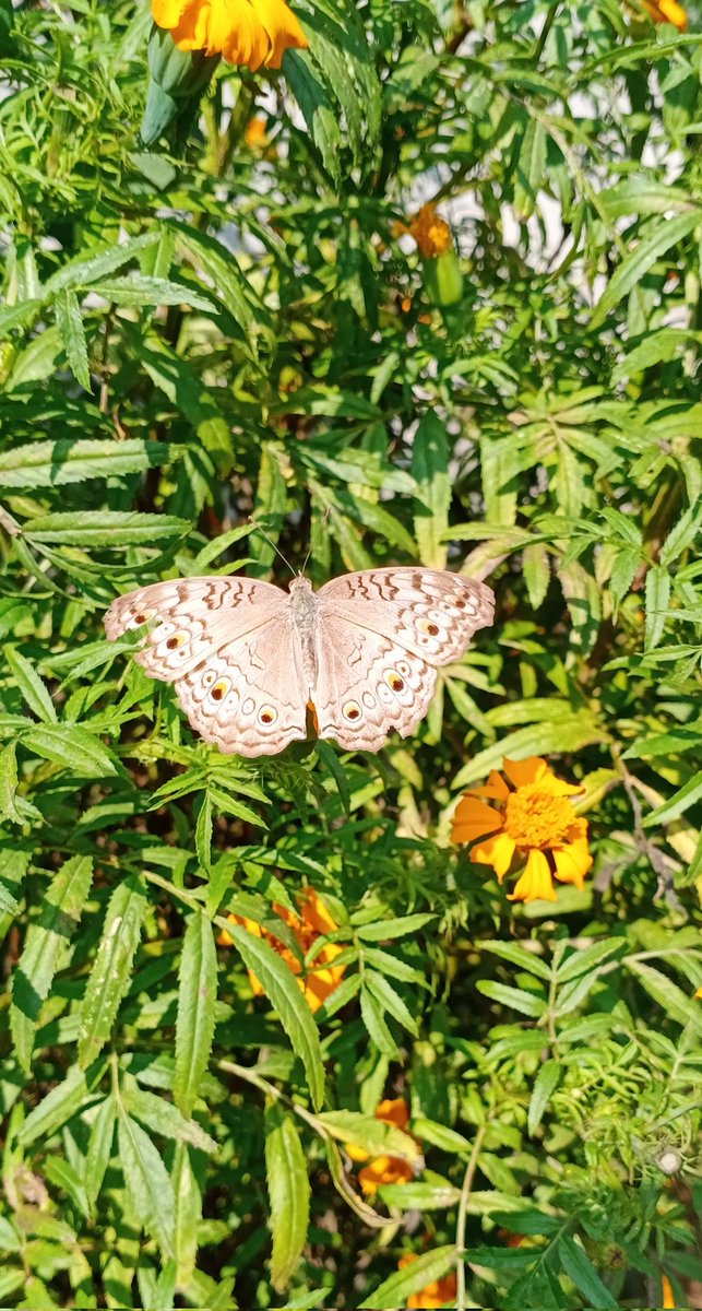 __ChooseToShine's tweet photo. 🦋🦋🦋 https://t.co/EtoP8zfWuG