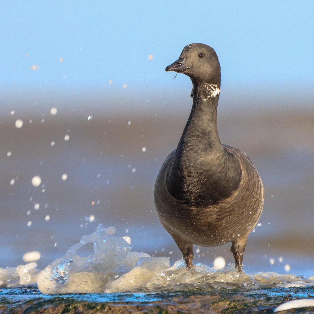 People get surprised when I say in cornwall we don’t see certain species! This is one, Brent Geese are an extremely uncommon sight, but today in Essex I saw 20 by the sea 🙌🏼
<a href="/Natures_Voice/">RSPB</a> <a href="/EssexWildlife/">Essex Wildlife Trust</a> <a href="/BBCSpringwatch/">BBC Springwatch</a>