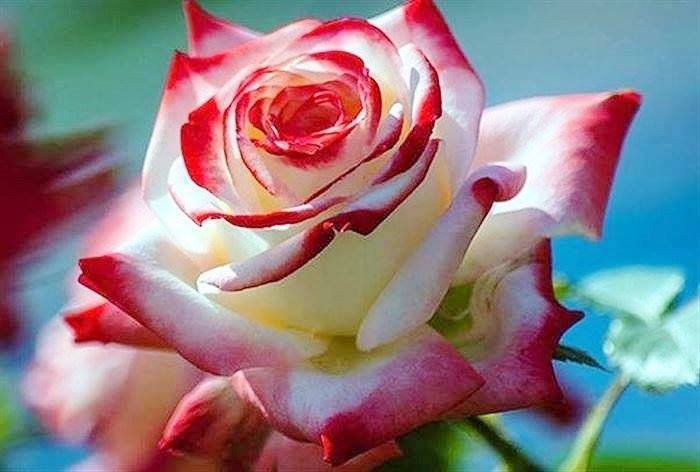 Розы света песня. Красивые розы. Розы для самой прекрасной женщины на свете. Открытки с розами. Цветы для милой девушки.