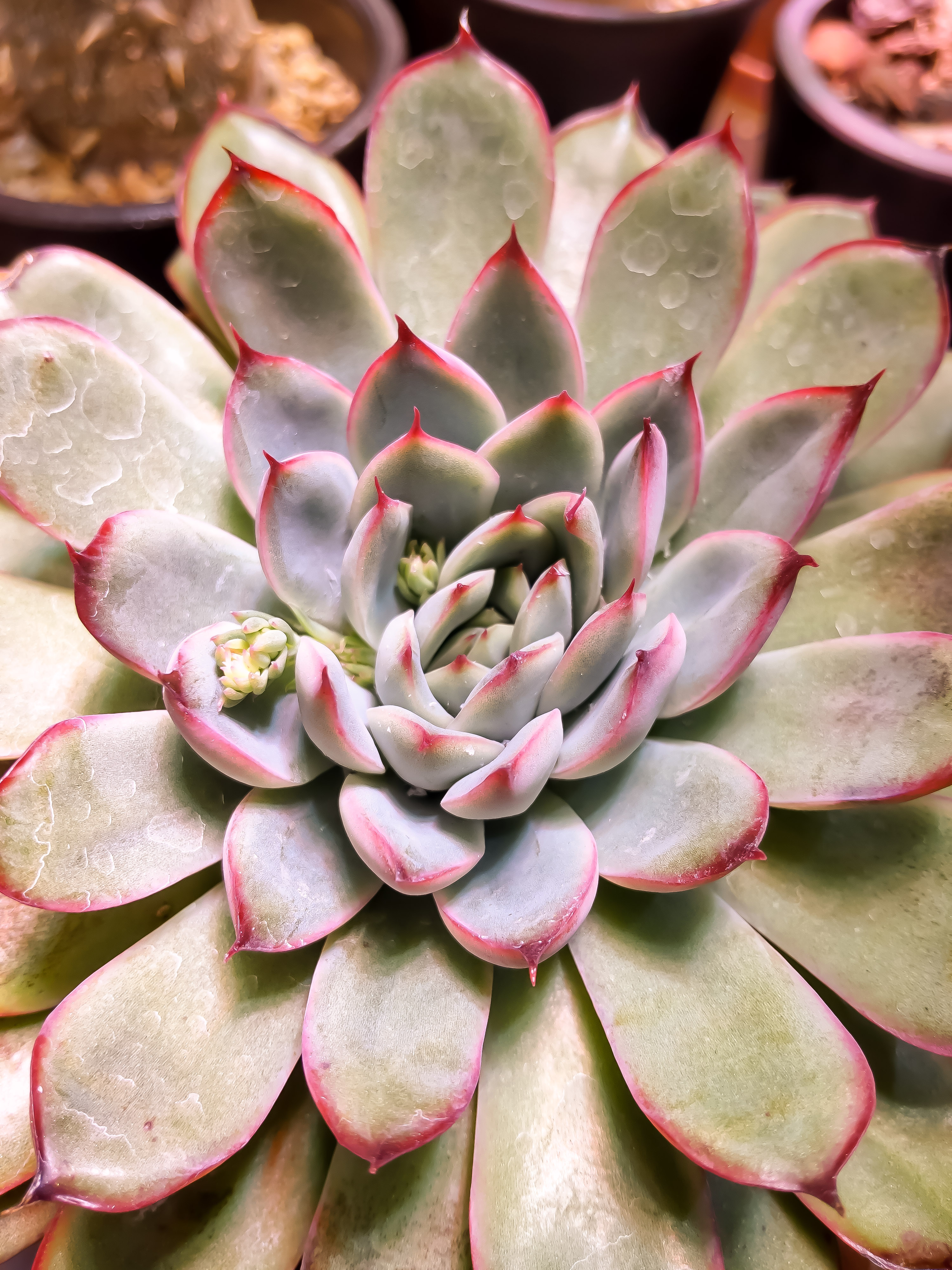 アザラシ大好き アルバム 多肉植物サボテン21年 エケベリア 花うらら うちの花うららチー みんなの趣味の園芸 T Co Jwsbfjuqoa Shumien T Co Klkkc9jnjn Twitter