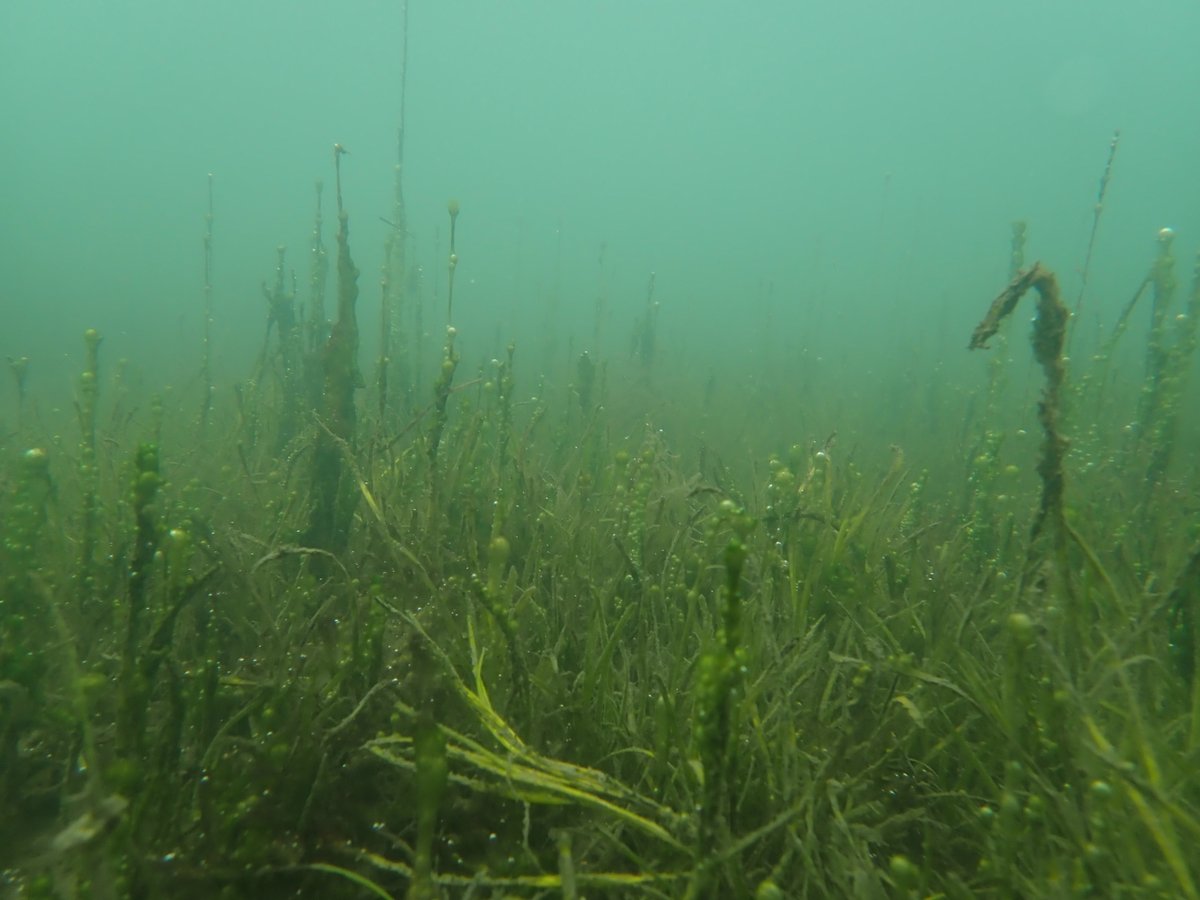 Today i'll be appearing at a @WGClimateChange hearing on #Bluecarbon and marine management in the Senedd (Welsh Parliament). I'll be highlighting how seagrass continues to be threatened by poor water quality causing suffication from algae. Here's an example from North Wales