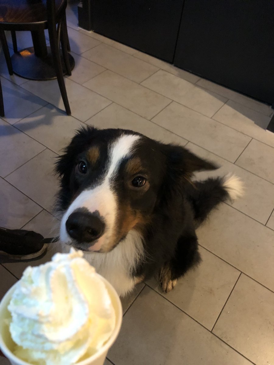 byapb_'s tweet photo. Pre-exam puppacino https://t.co/W8WGFrAxAZ
