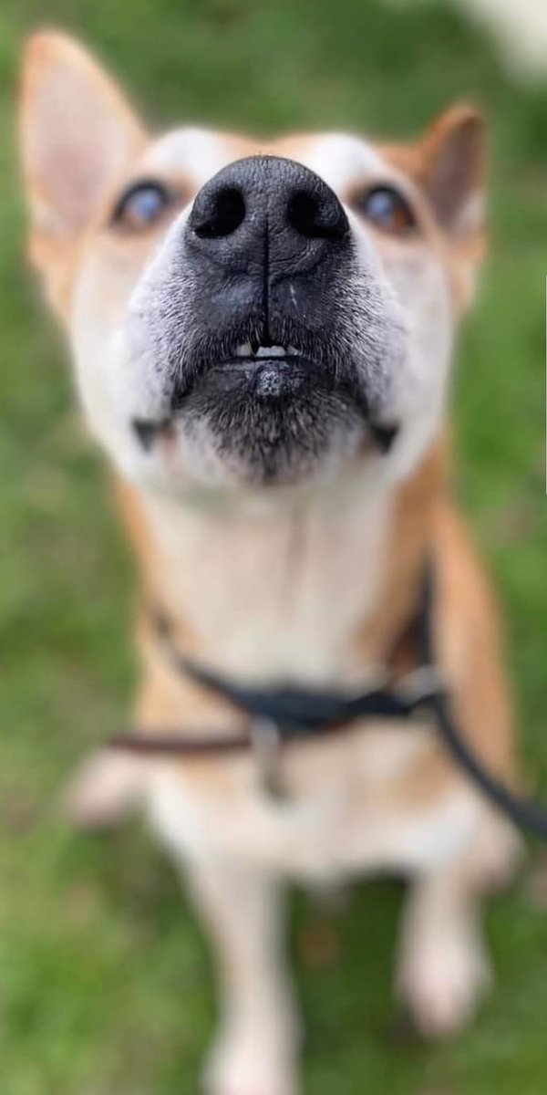 PDRescue's tweet photo. 💜 Bruno continues to make a good recovery from his back issue and is having weekly laser treatment 💜
#boop #boopthatsnoot #boopasnoot #snootaboop #rescuedog
https://t.co/QQPDTGKV4N https://t.co/MWcUHRuadk