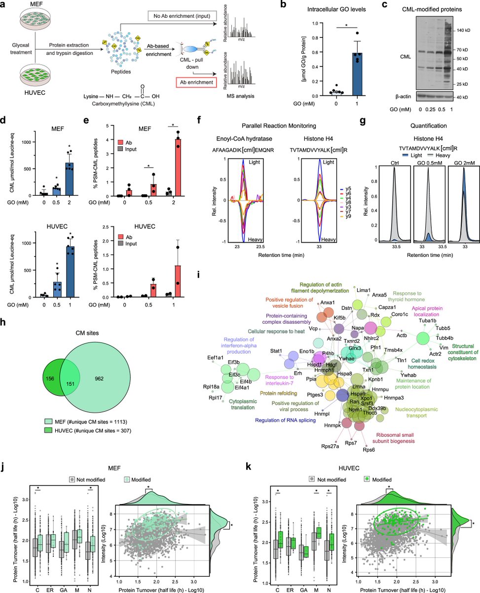 NatureComms's tweet photo. This proteomics study identifies proteins modified with the advanced glycation end product carboxymethyllysine, shedding light on its roles in protein homeostasis and cell proliferation @AOri_lab @Simone_DiSanzo

https://t.co/ZYXdqYDnhy https://t.co/4X3nWxtBxy