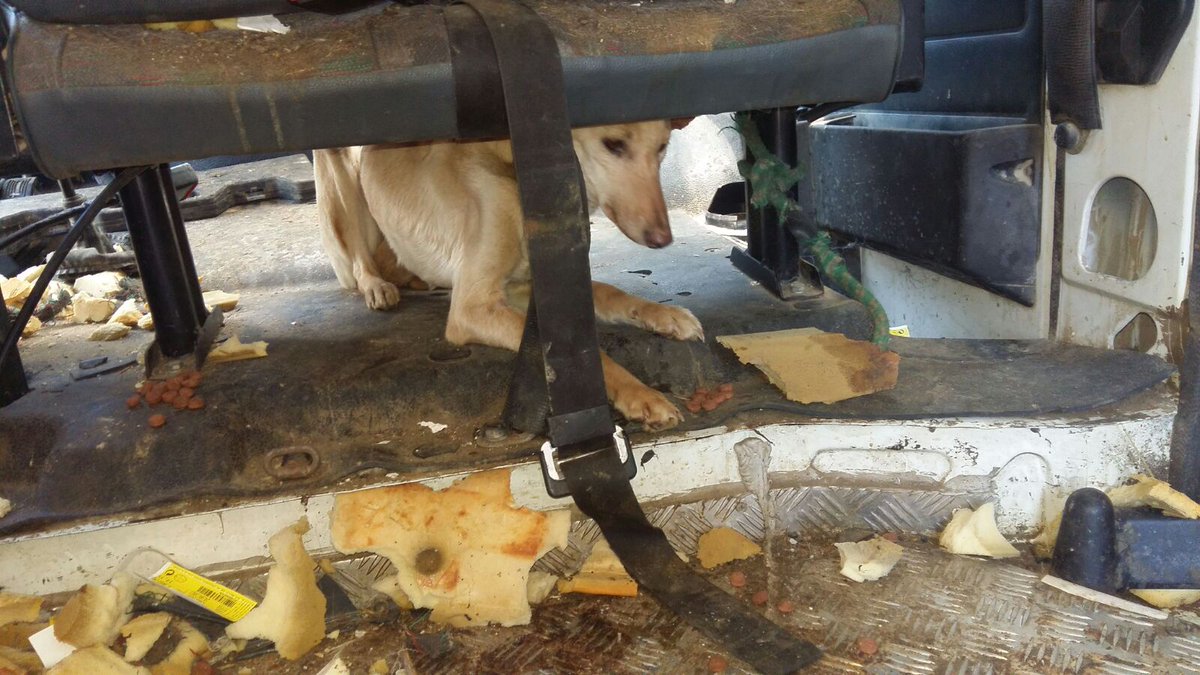 DerechoPodcast's tweet photo. Ocurrió en Casabermeja, Málaga. El cazador y rehalero titular de Hero, diagnosticada con varias dolencias graves, la dejó encerrada en una furgoneta a pleno sol durante días. Hero murió y él fue condenado. Episodio #50 con Jose Luis Mota @INTERcids #Ladram
https://t.co/aBhfr36AAm https://t.co/7AWCB1R9za