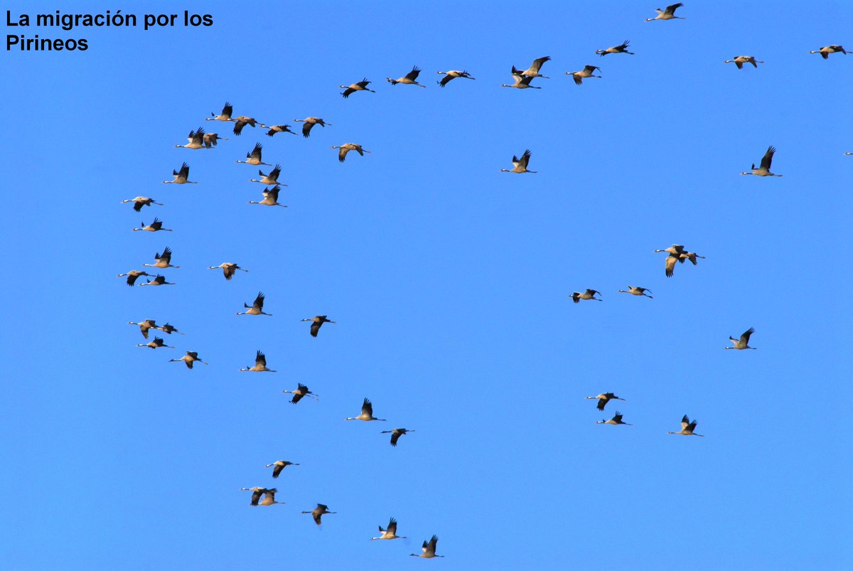 EduVinuales's tweet photo. "La migración de las aves es para mí la mayor maravilla de la naturaleza. La historia de cada migración puede presentarse como una epopeya heroica".
Mirad las aves del cielo. Stanislaw Lubienski. Volcano Ediciones. Premio literario Nike 2017.
https://t.co/McwbywOMbD https://t.co/YOJEVJQJCJ