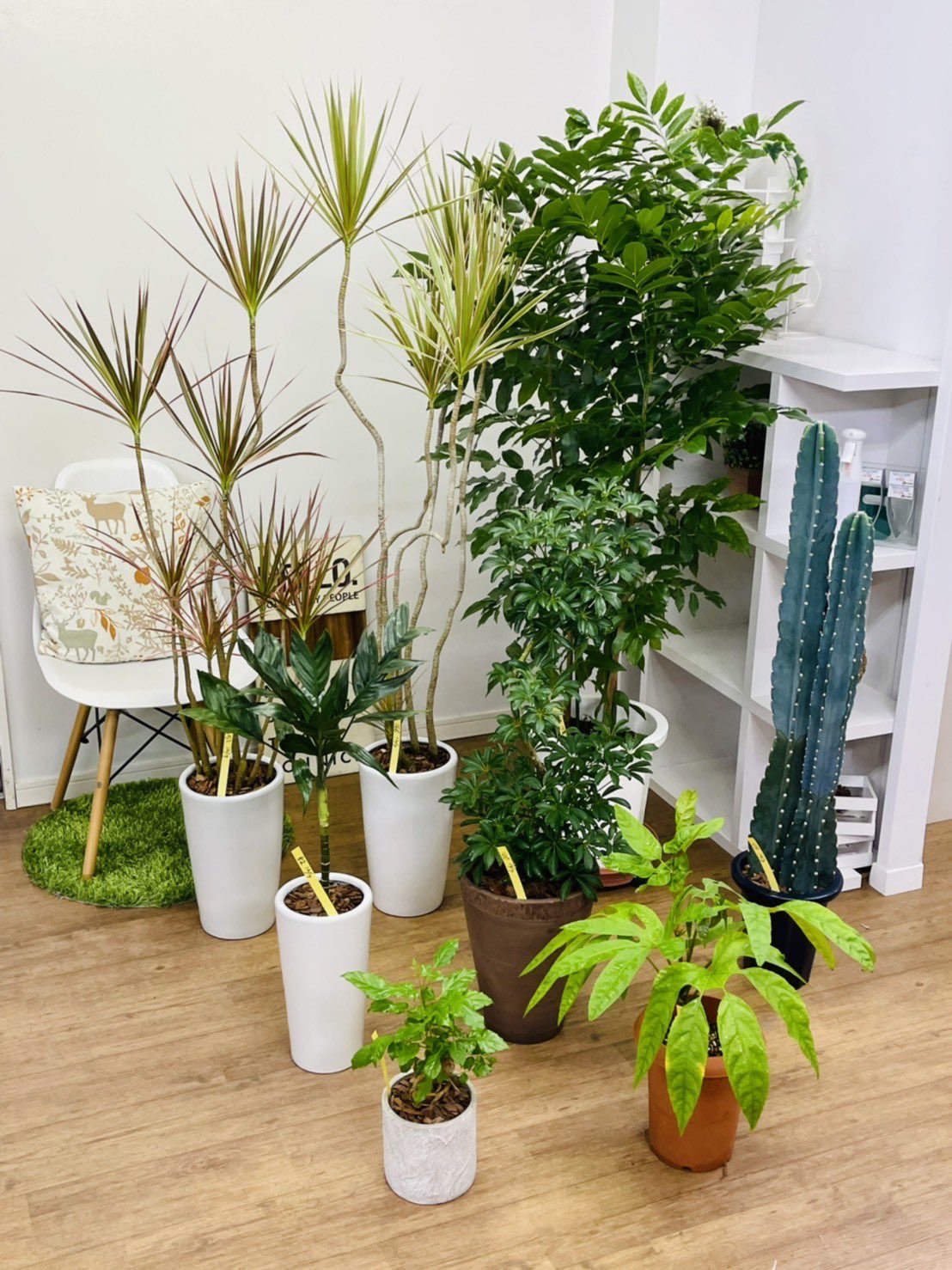 観葉植物のお店 E Ran 12月7日入荷の植物達です 希少なトレベシア入荷しました 雪の結晶形と言われる 独特な形状の葉が特徴です テネラヤシ コンシネレインボー シェフレラコンパクタ ジャックと豆の木 トレベシア 柱サボテン ヘテロパ