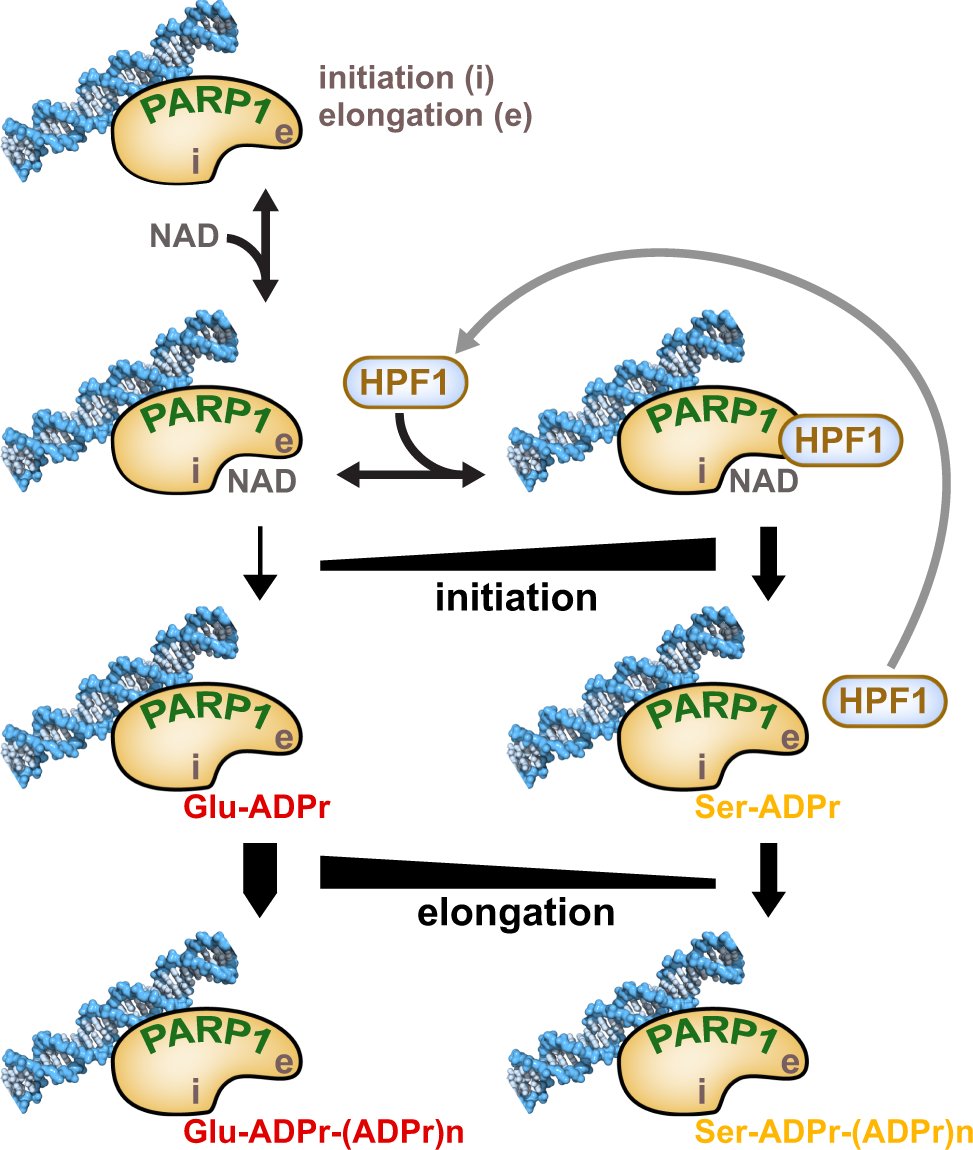 Ever wondered how small amounts of HPF1 can effectively control ADP-ribosylation activity of all the cellular PARP1/2? <a href="/mflangelier/">Marie-F. Langelier</a>, <a href="/LabPascal/">John Pascal Lab</a> and coworkers provide a mechanisitc answer.

go.nature.com/3lNRlBz