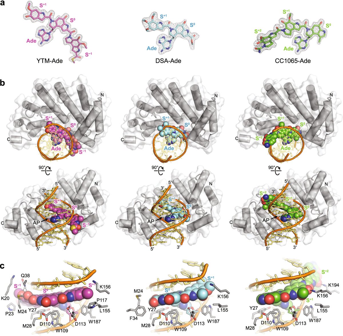 Nature Communications (@naturecomms) on Twitter photo Collaborative work from the <a href="/BFEichman/">Brandt Eichman</a> lab and @bogerlab reveals a structural and mechanistic basis for the self-resistance of microbial DNA glycosylases to their cognate natural products <a href="/VUBasicSciences/">Vanderbilt School of Medicine Basic Sciences</a>
go.nature.com/3lLm4zi Collaborative work from the <a href="/BFEichman/">Brandt Eichman</a> lab and @bogerlab reveals a structural and mechanistic basis for the self-resistance of microbial DNA glycosylases to their cognate natural products <a href="/VUBasicSciences/">Vanderbilt School of Medicine Basic Sciences</a>
go.nature.com/3lLm4zi