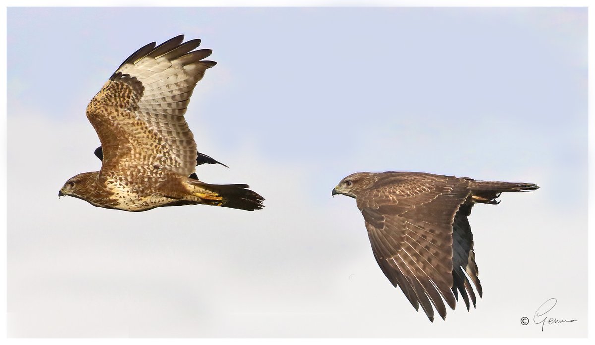 Wingbeat

#CommonBuzzard #CompositePhotograph