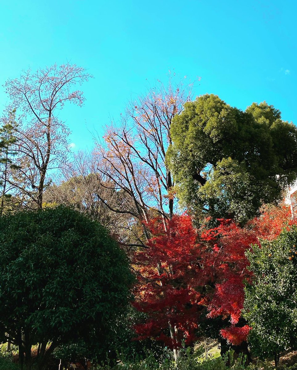 AvacoStudio's tweet photo. スタジオの駐車場中央に立つ大銀杏が黄色に🍁
近くに戸山公園や早稲田キャンパスなどがあり、自然に囲まれているので季節を感じやすい😊
カフェもいっぱいあるので散歩するにもいい場所✨

予約・お問い合わせはホームページから→https://t.co/id9ChH9vkx
#アバコスタジオ 
#早稲田 
#銀杏 
#紅葉 https://t.co/Ql7ykurLup