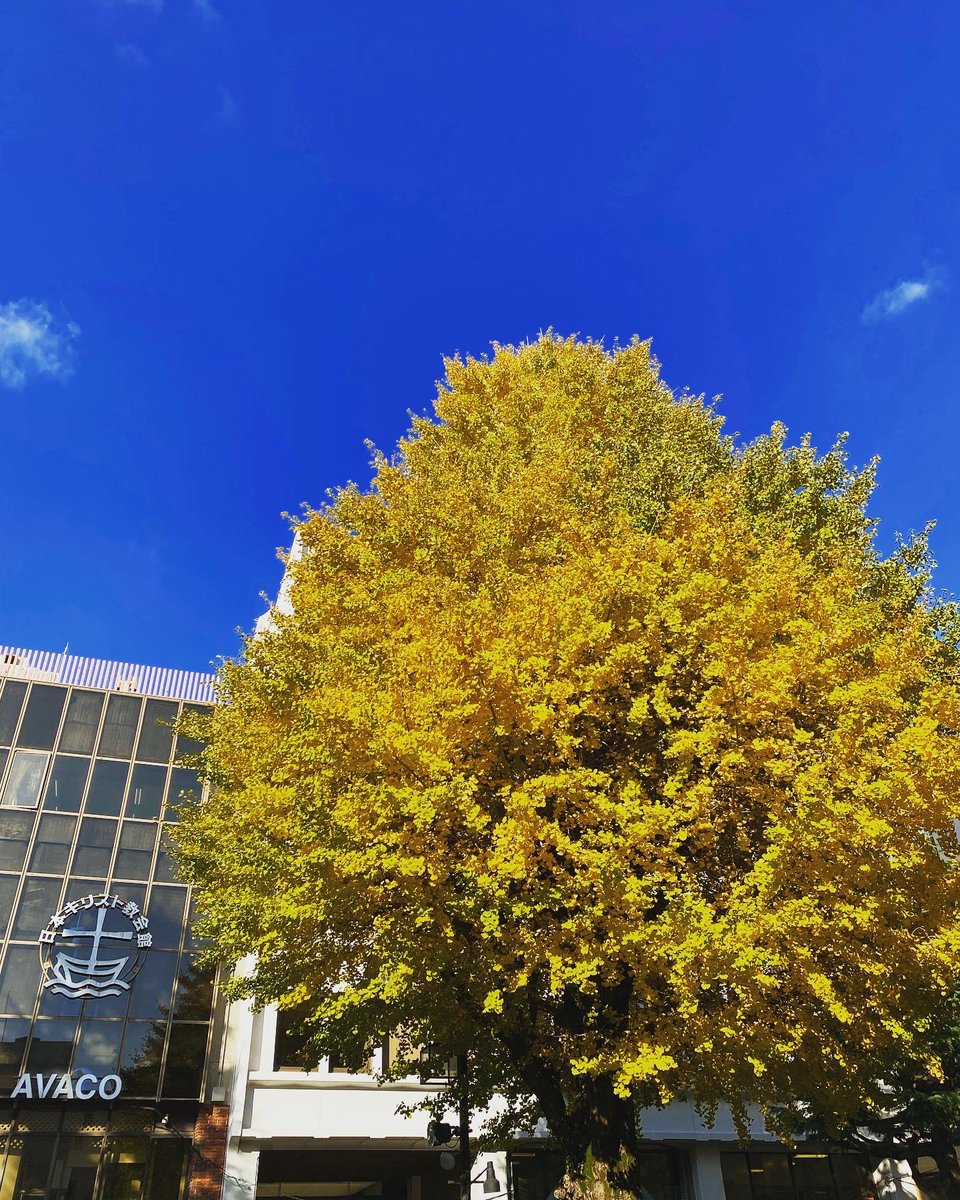 AvacoStudio's tweet photo. スタジオの駐車場中央に立つ大銀杏が黄色に🍁
近くに戸山公園や早稲田キャンパスなどがあり、自然に囲まれているので季節を感じやすい😊
カフェもいっぱいあるので散歩するにもいい場所✨

予約・お問い合わせはホームページから→https://t.co/id9ChH9vkx
#アバコスタジオ 
#早稲田 
#銀杏 
#紅葉 https://t.co/Ql7ykurLup