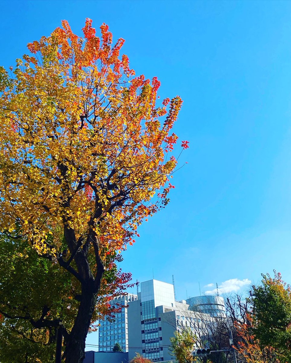 AvacoStudio's tweet photo. スタジオの駐車場中央に立つ大銀杏が黄色に🍁
近くに戸山公園や早稲田キャンパスなどがあり、自然に囲まれているので季節を感じやすい😊
カフェもいっぱいあるので散歩するにもいい場所✨

予約・お問い合わせはホームページから→https://t.co/id9ChH9vkx
#アバコスタジオ 
#早稲田 
#銀杏 
#紅葉 https://t.co/Ql7ykurLup