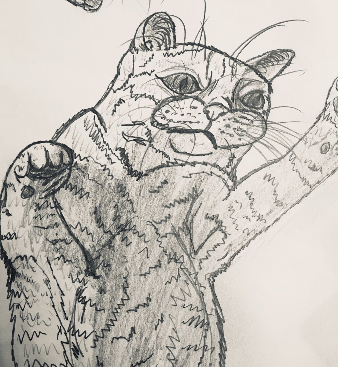 CatMicroFic's tweet photo. Selling this hyper-realistic cat drawing I did starting at $4,500. I only accept unleaded Bulgarian cryptocurrency https://t.co/MuM3RNVI7Q
