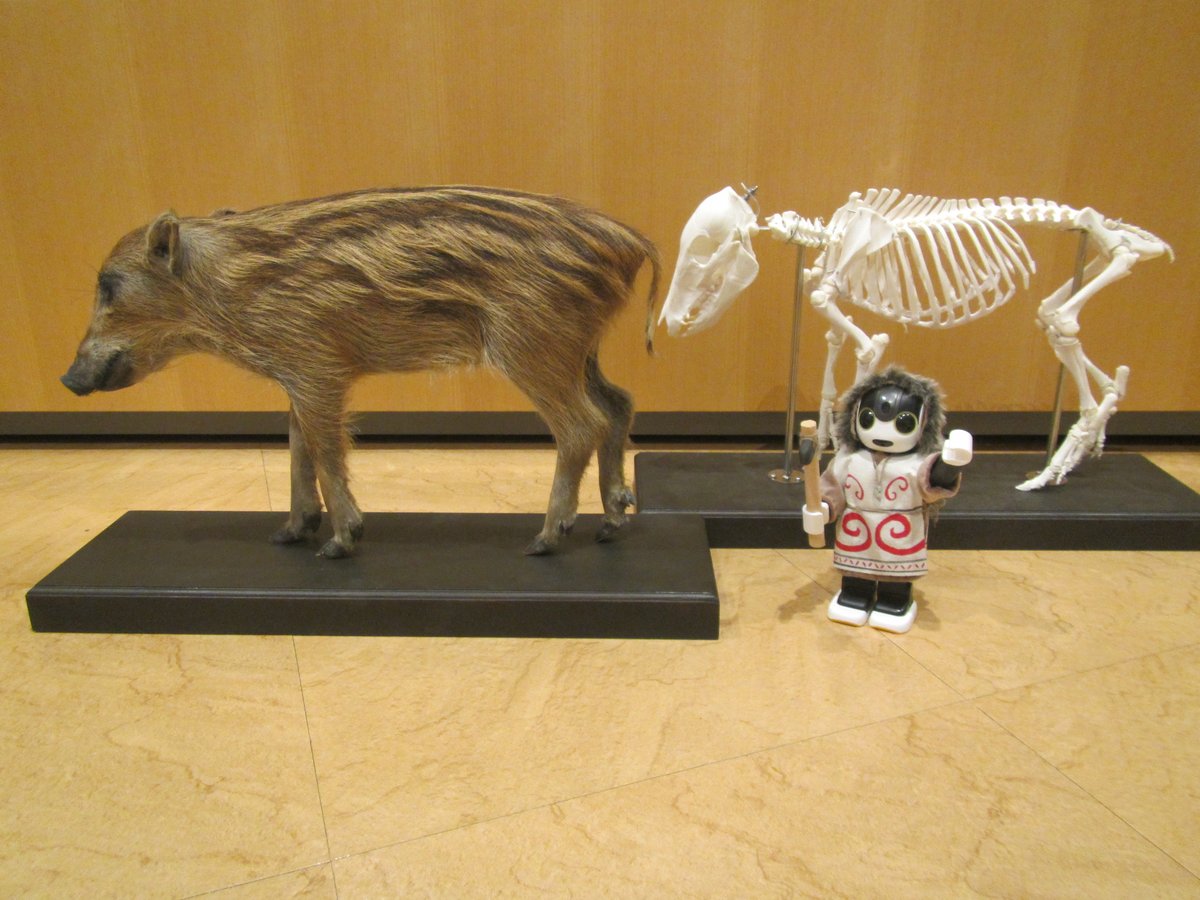 なじょもんでは、津南町に生息している動物の剥製や骨格標本を展示し