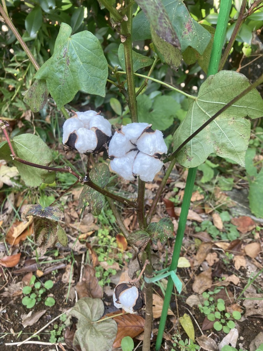 be_ynu's tweet photo. 数日ぶりにスッキリと晴れた気持ちの良い空です。
さて、先月投稿した植物のその後がこちら、綿ですね。
実は、一昨年チャレンジして失敗、昨年はコロナ禍で断念し、2年越しのリベンジでした。近年はクリスマスの飾りで見かけることも増えましたが、まずまずの出来で、喜んでいます。(杉山) https://t.co/CqMEITTi2t