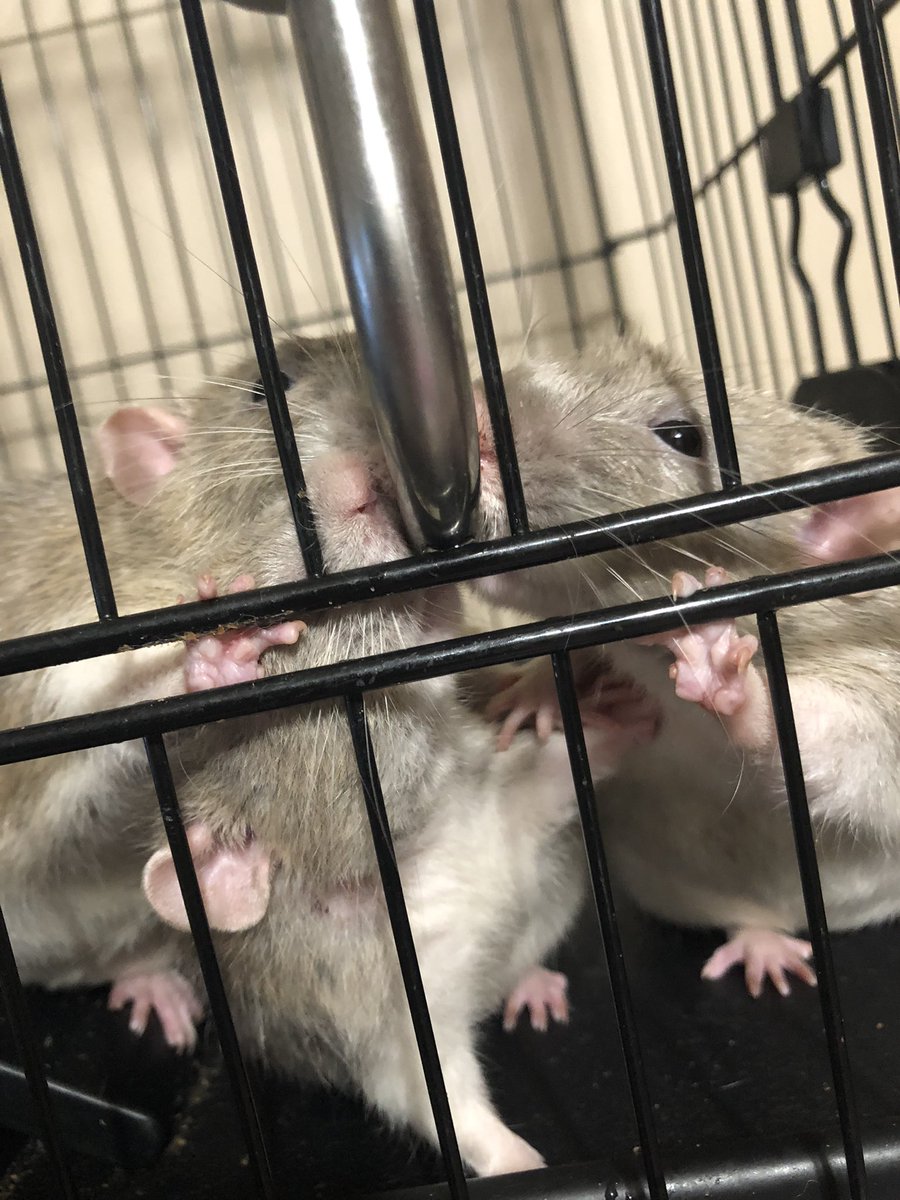 Gravy, Bean, and Pickle all got thirsty at once apparently. 😂