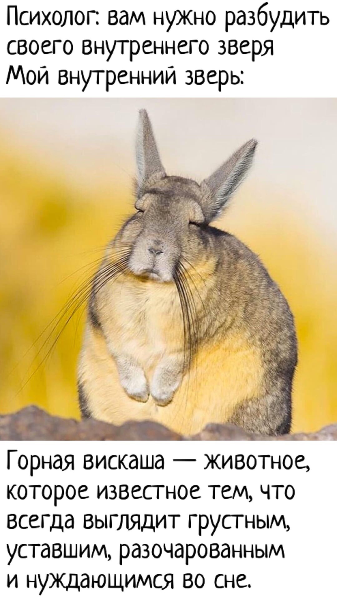 Вискаша животное