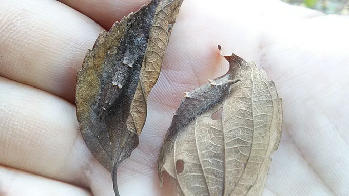 冬のささやかなたのしみ 