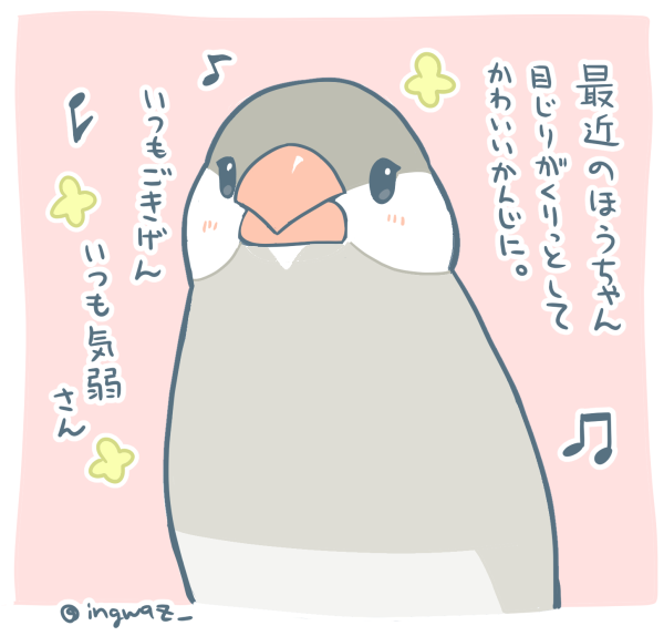 ほうちゃん、目じりだけおかあさん似だなあと思います。

#Buncho #javasparrow #文鳥 