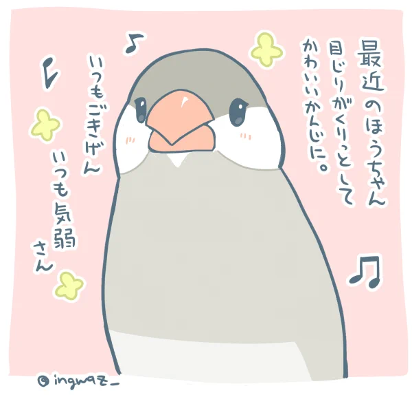 ほうちゃん、目じりだけおかあさん似だなあと思います。

#Buncho #javasparrow #文鳥 