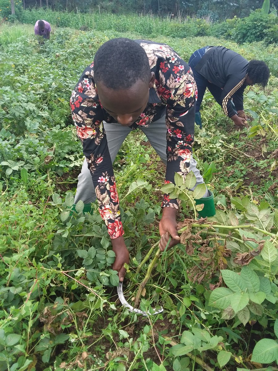 #Didyouknow?
Dehaulming is an important pre-harvest practice that helps in hardening the skin of the tubers and therefore reduces damages during post-harvest handling.

#ModernFarming #PotatoGrowers #Preharvest #Postharvest #Management #Sustainable #SDGP