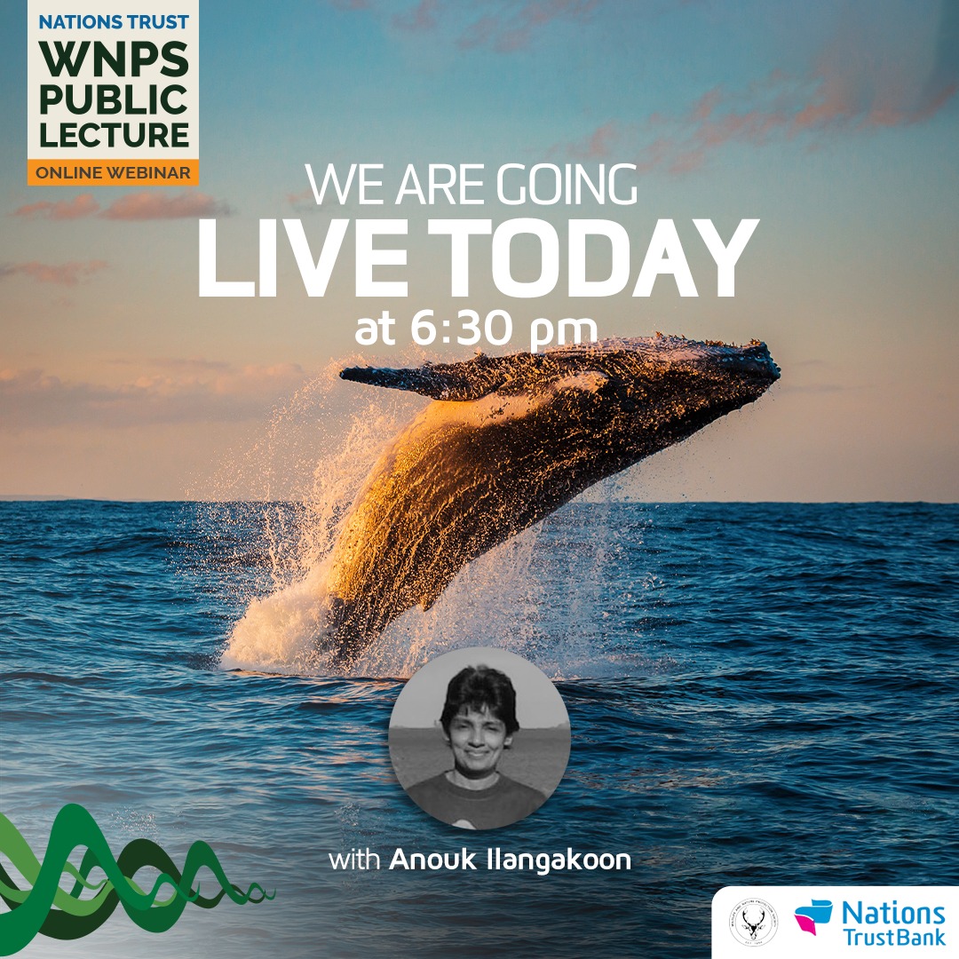 NationsTrustLK's tweet image. The latest episode of the Nations Trust WNPS public lecture series welcomes Anouk Ilangakoon to the forum. Don't forget to mark your schedule for this edition of the lecture series - going LIVE today at 6.30pm!

#WNPS #NationsTrustBank #WildlifePhotography #NationsCSR