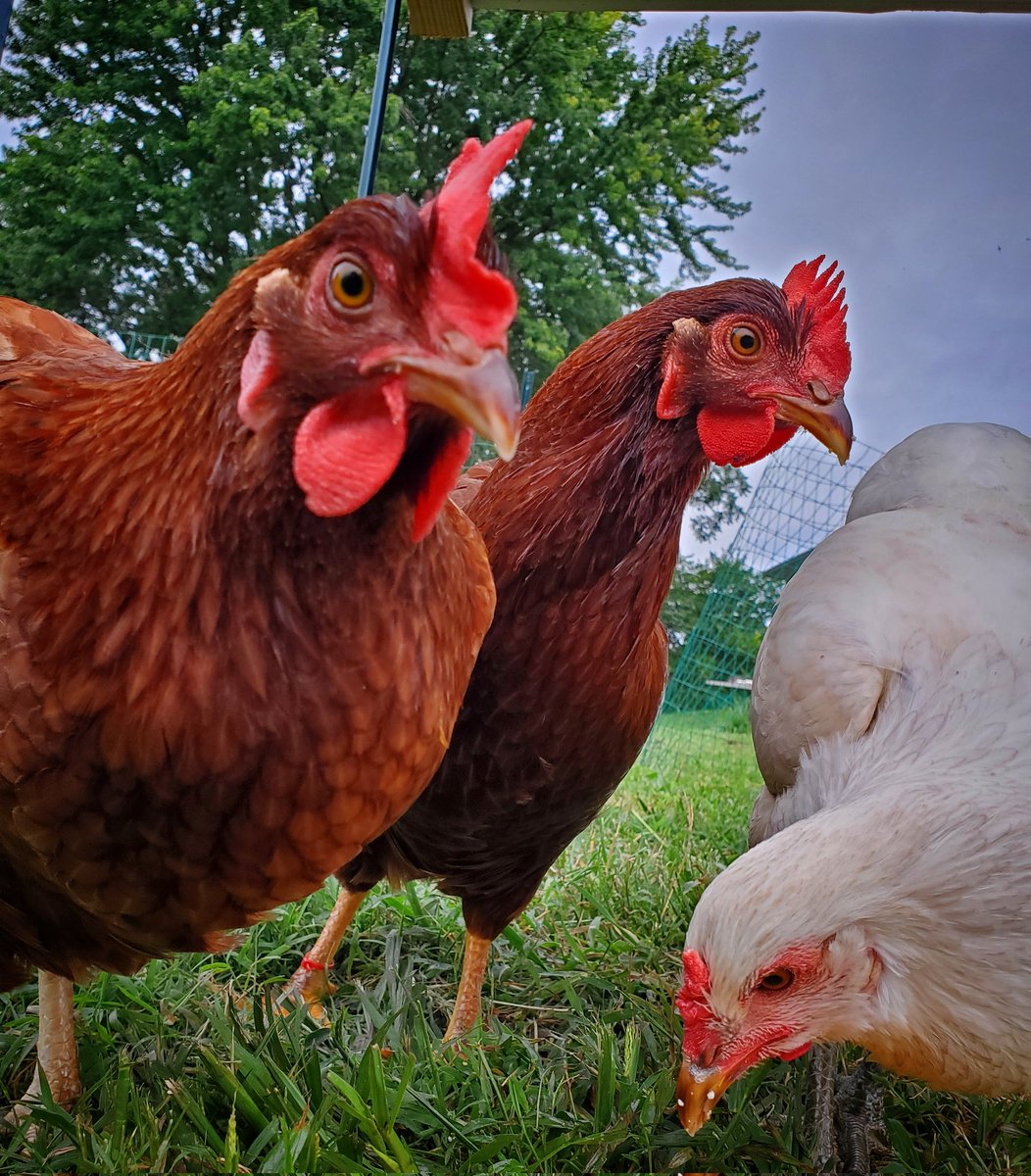 ThatsJustPunny's tweet photo. @Benie_ben @VeiledHeart2 #ThatsWhatWeSaid #FriendsNotFood #CountryGirl #ChickWithChicks #EatMoreBeef ๐๐ฎ LbVs #DontMessWithMyChicks ๐โค https://t.co/SMd5dotaXZ