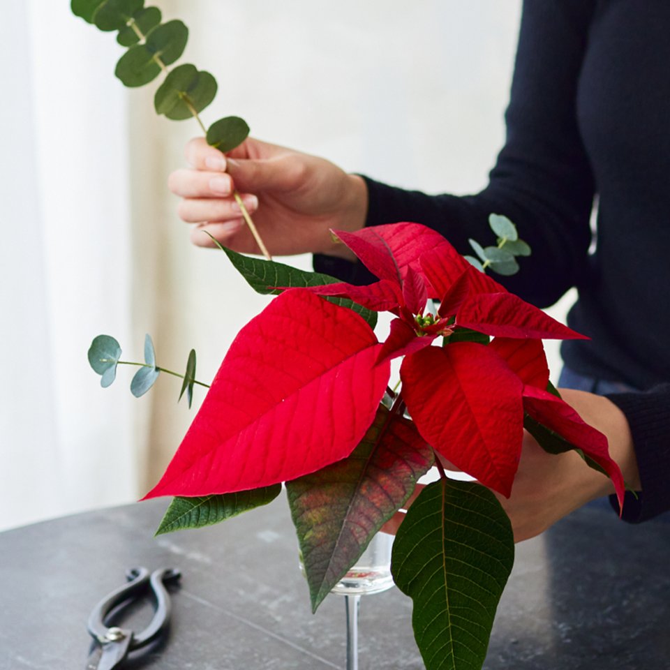 青山フラワーマーケット 鉢植えが一般的なポインセチアですが 切花でも店頭に並びます 切花で飾って いつもと違った表情を楽しみます ポインセチア ユーカリの花いけはこちら T Co Czquna73p6 T Co Oxnivbpw Twitter